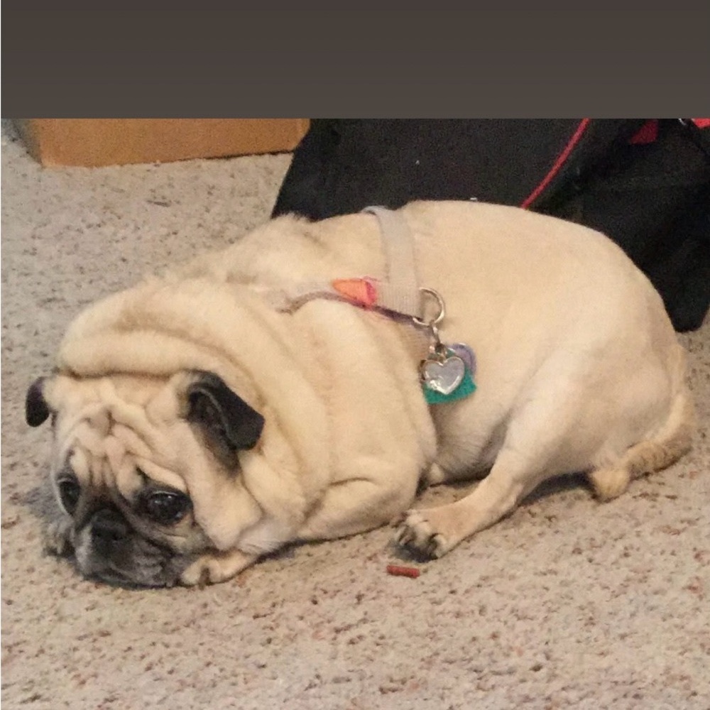 Miss Lulubell